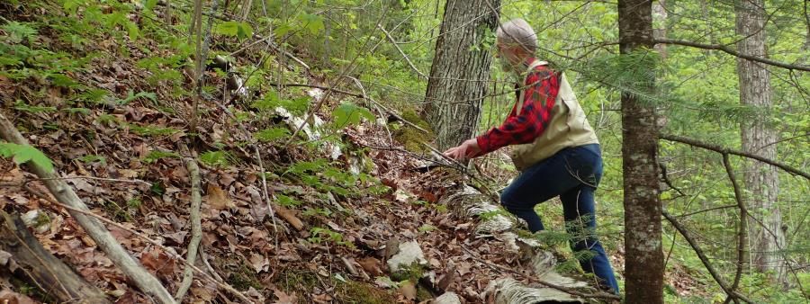 Lost Forester Runs of Pine Valley