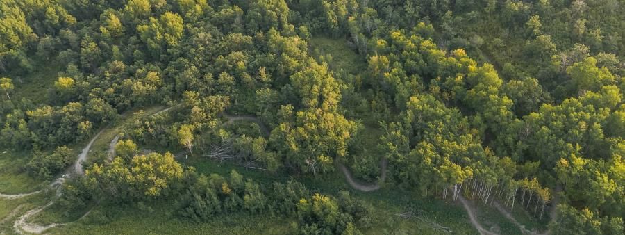 Flying Acorn Trail Run