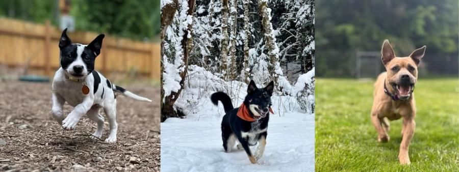 Race for the Underdogs