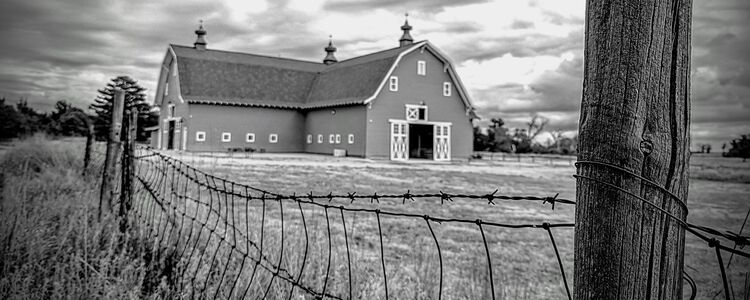 JM Collingwood Barn Rat Filthy 50 Gravel