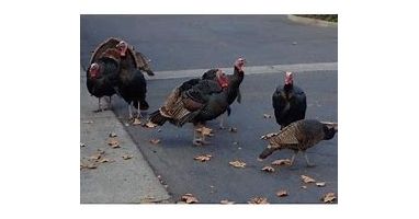 Matawan Borough 5K Turkey Trot & Fitness Walk