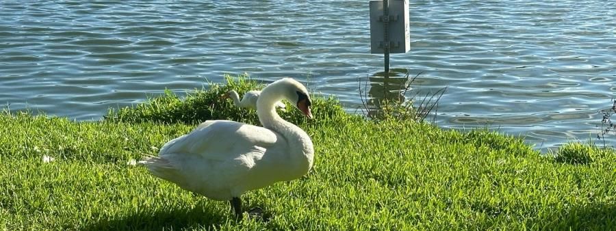Swan's Song Urban Run