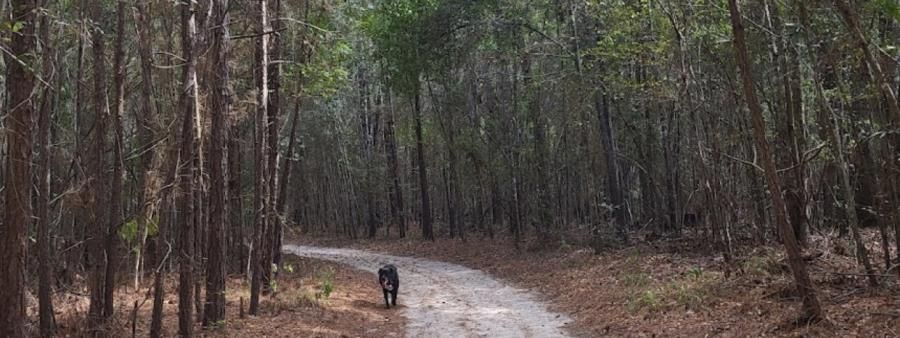 Village Creek Trail Run 5k-10k