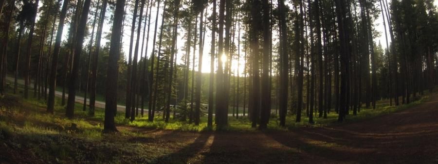 Skunk Hollow Sneaker Chase & Backyard Ultra