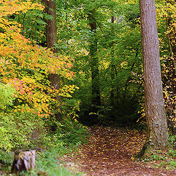 The Resolution Race 2026