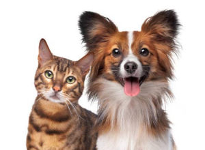 Kennekuk Road Runners - Dogs & Cats
