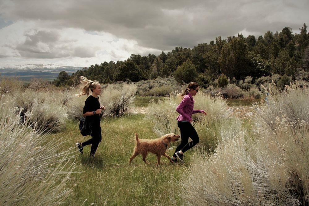 Ward Mountain Trail Run 2026