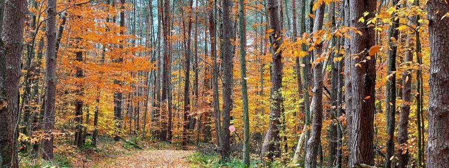 Nelson's Summit 50/50