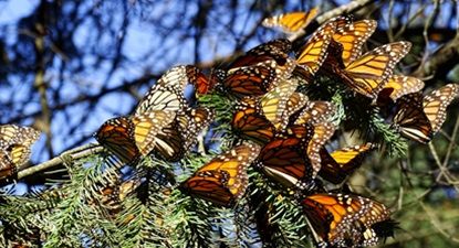 Mariposa Monarca 2026