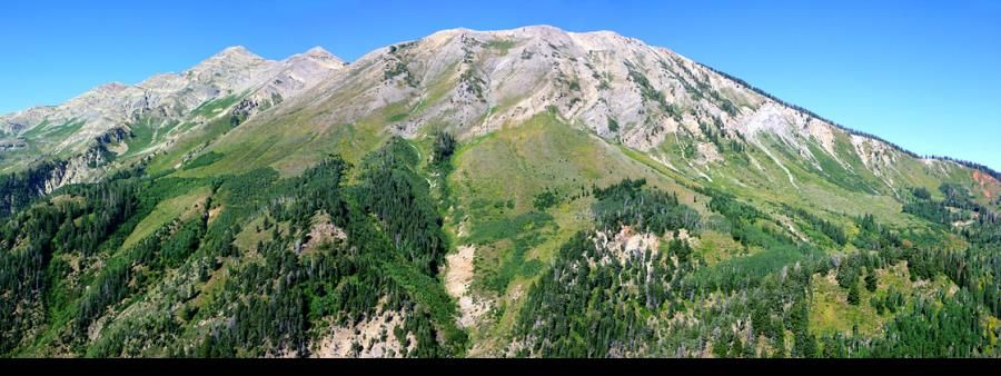 Trippen Through The Timber