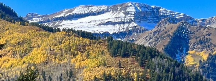 Crawlin With The Cougars