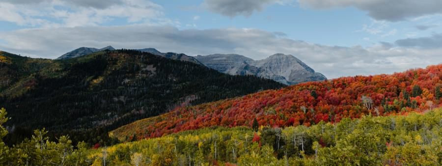 Gaspin Through The Aspens