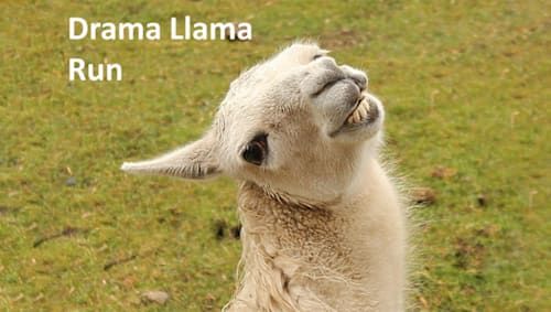 PHOENIX - Drama Llama Run