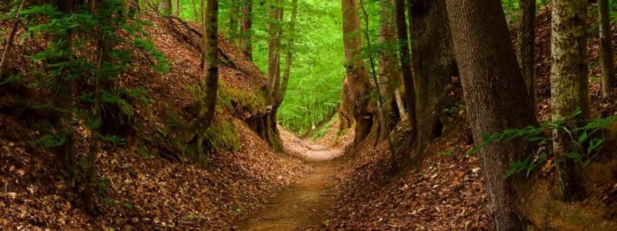 Natchez Trace Trail Run