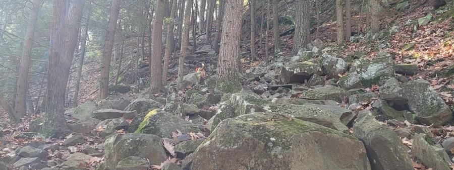 Death by Staircase Trail Running Festival