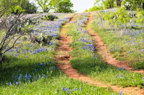 Bluebonnet Trail Run: 50 Miler, 50K, Marathon, Half-Marathon, 10K, 5K