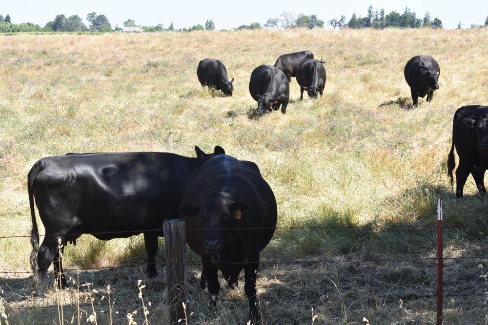 29th Annual Tour Delle Vigne 30k, 60k, 100k Cycling Tour