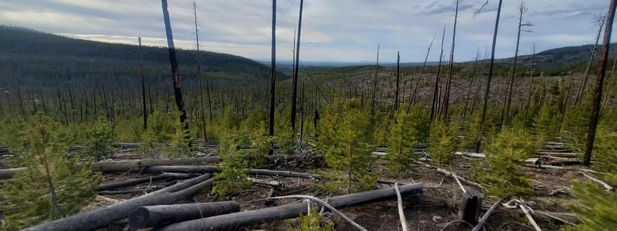 Uinta Wilderness Ultra