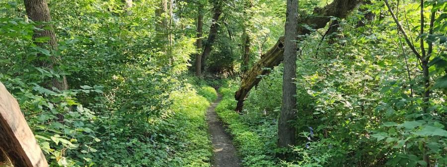 Hindsight Ultra Trail Runs