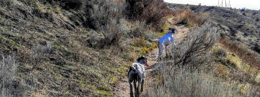 Dirty Dog Trail Marathon and Half Marathon