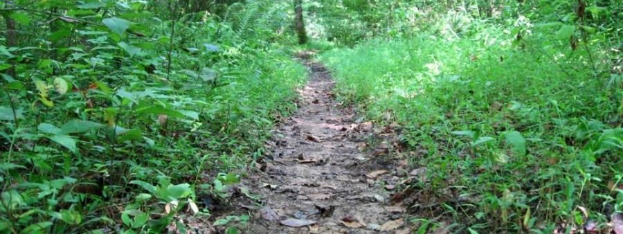 Dawson Forest Georgia's Area 51 Trail Races