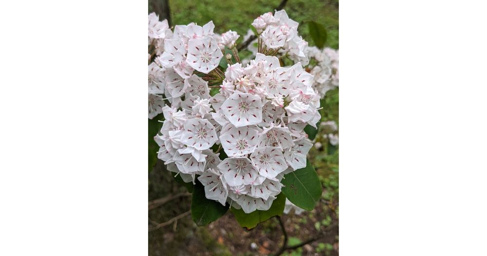 Laurel Fest 5k Hosted By PCK9SU