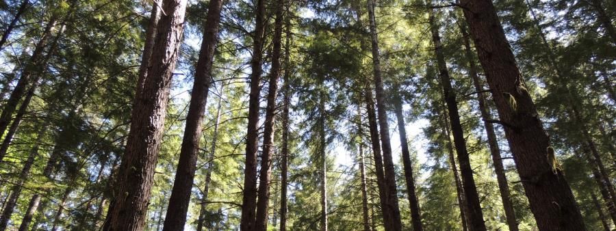 Alsea Falls Spring Fling