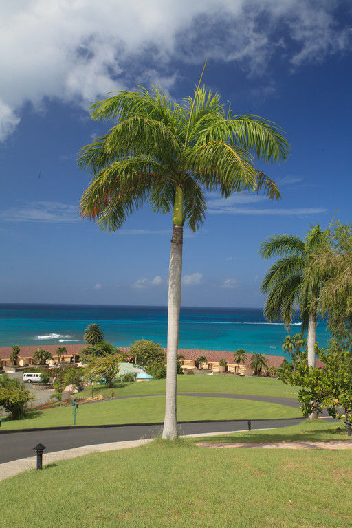 30th Annual St. Croix Coral Reef Swims Event