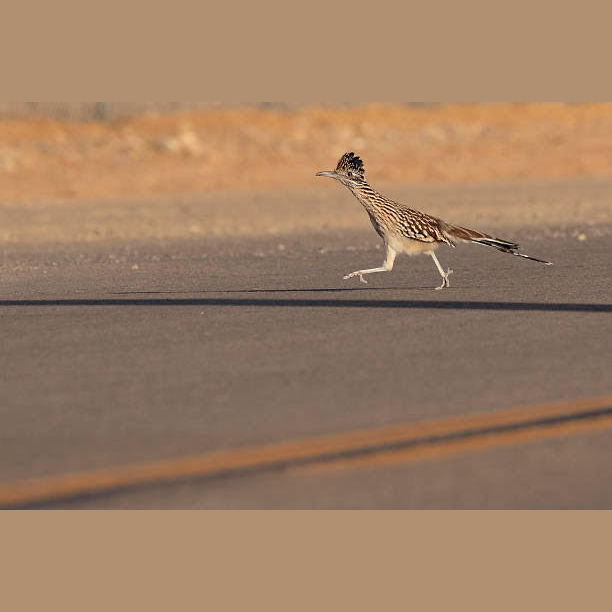 3rd Annual Scott Trot 5K