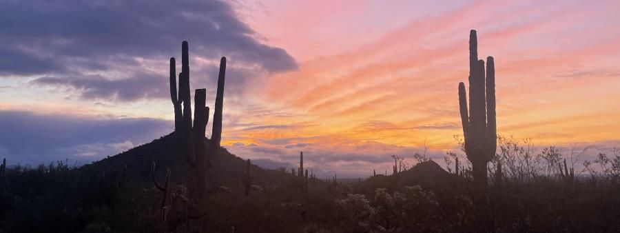 Saguaro Showdown