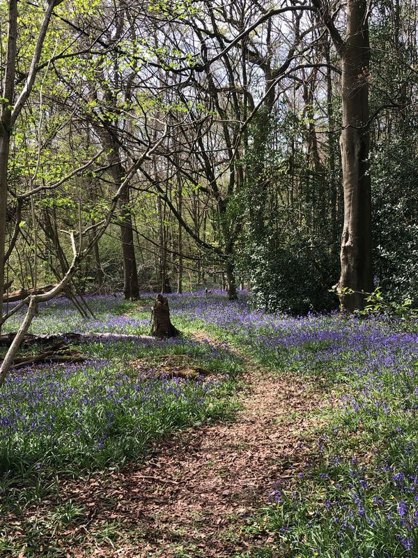 Amersham Guided Trail Run 12 Miles - Sunday 12th May
