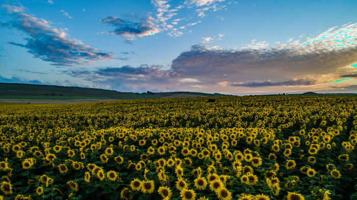 The Sunflower Stride