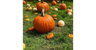 Pumpkin Pacer 5k @ White Barn Farm