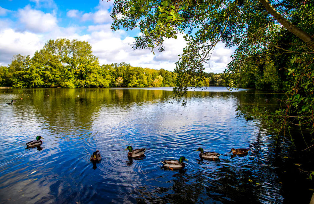 Weald Country Park (Essex) 10k