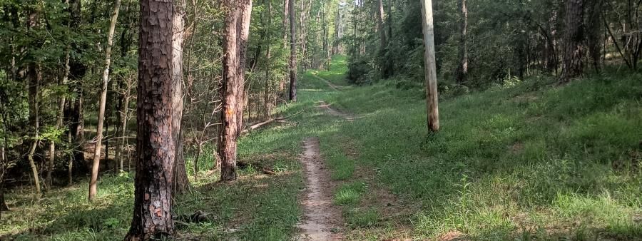 Rolling Hill Revival