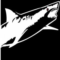 2025 Golden Gate Sharkfest Swim