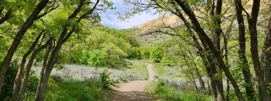 Butterfield Canyon Half Marathon