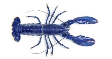 Blue Lobster 4-Miler