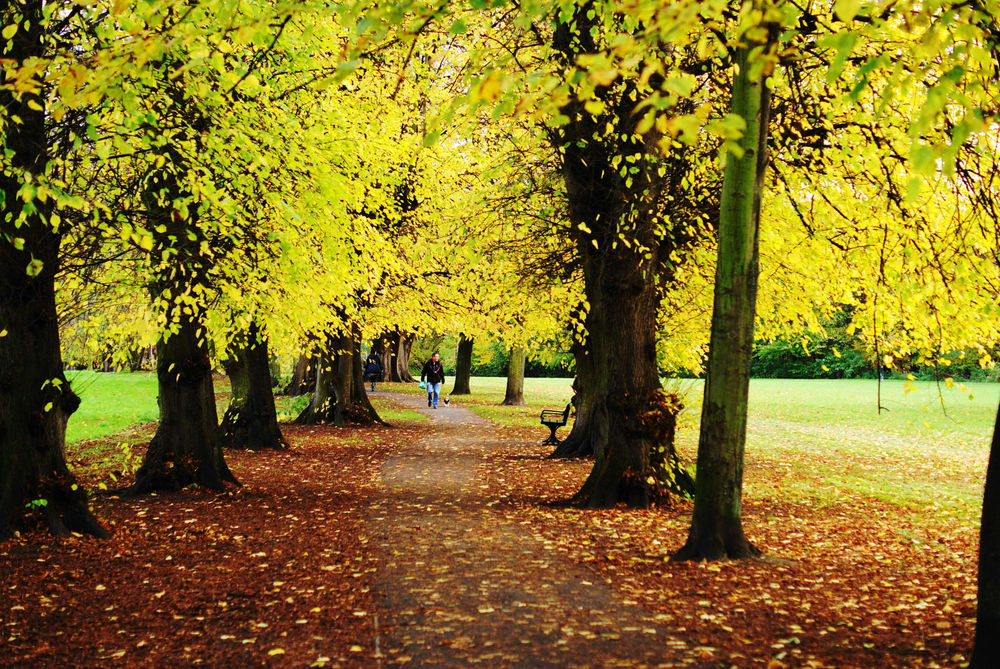 Beddington Park 10k