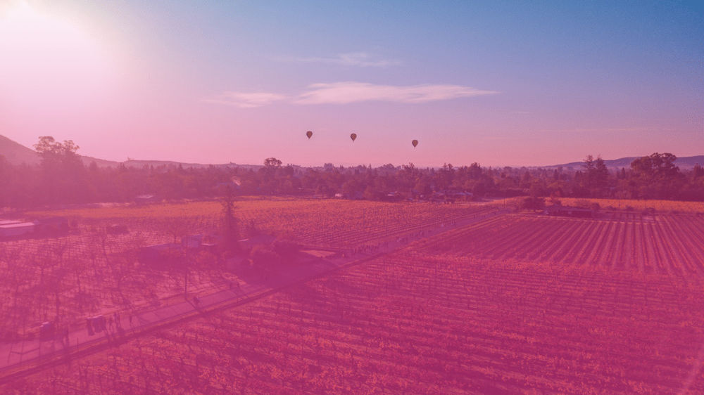 2025 Charles M. Schulz-Sonoma County Airport Napa to Sonoma Wine Country Half Marathon & Rosé 5K