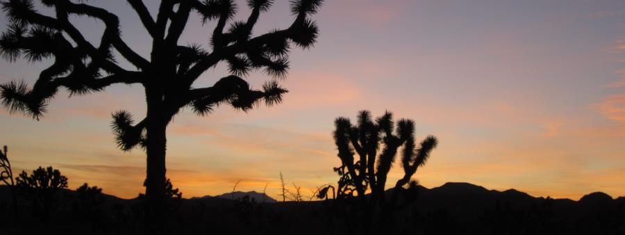 Joshua Tree Traverse 60K