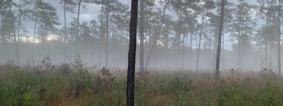 Swamp Fox Ultra