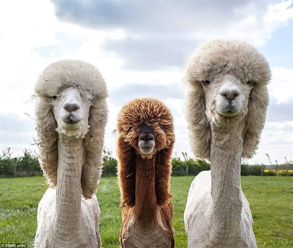 EGRC Sunday Social - Alpaca Loop - Changing Room 4