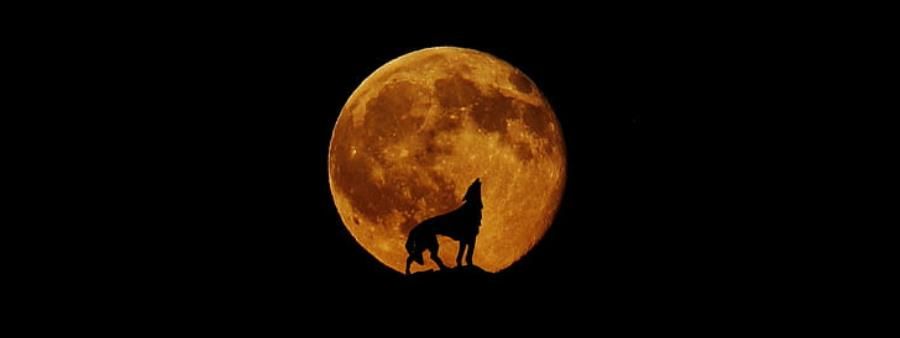 Trails by Moonlight: Hunter's Moon