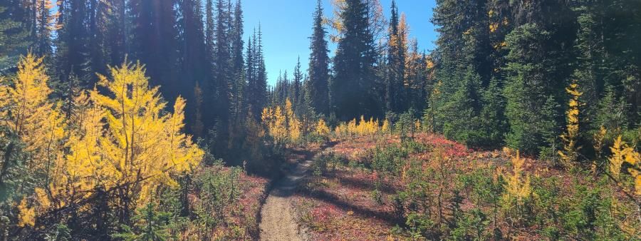 Mad Meadows 50