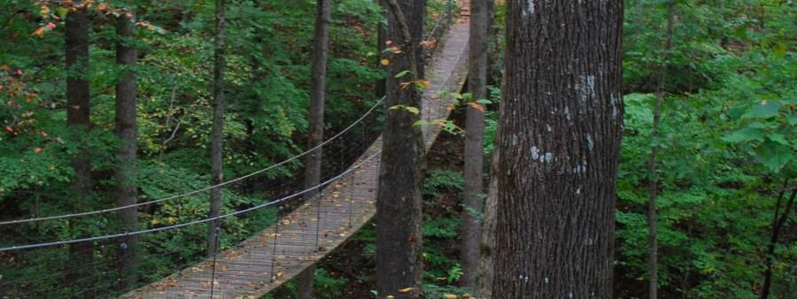 Swinging Bridge Trail Run