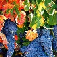 2025 Napa Fall Wine Country Marathon, Half Marathon & 10K