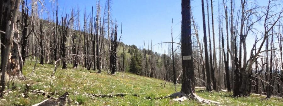 Cascadian Wilderness Endurance Series - Windy Peak