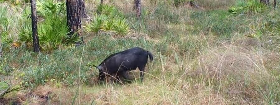 Wild Boar Night Run