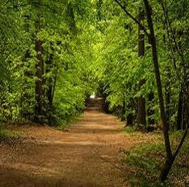 Shoreham woods 10k Trail Run 2025